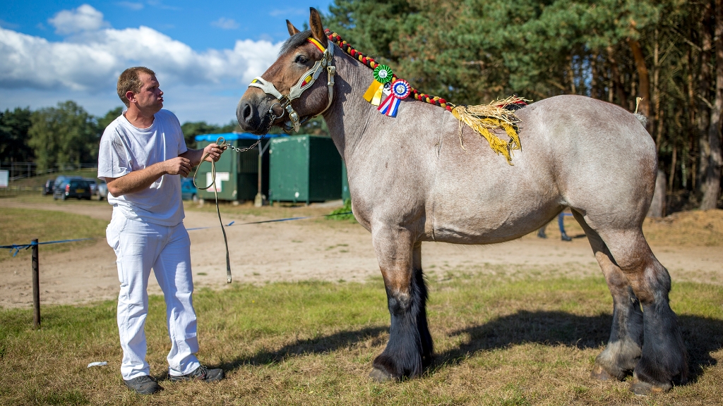 Lierop Fokpaardendag 2016 (31).jpg - Lierop Fokpaardendag 2016